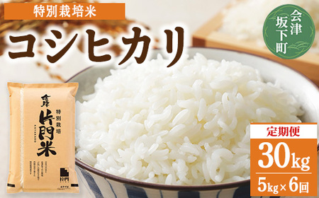 3-N 【6ヶ月定期便】コシヒカリ 白米 会津 5kg 6回 計30kg 令和7年産米 藤川農産 ※2025年10月上旬頃より順次発送予定