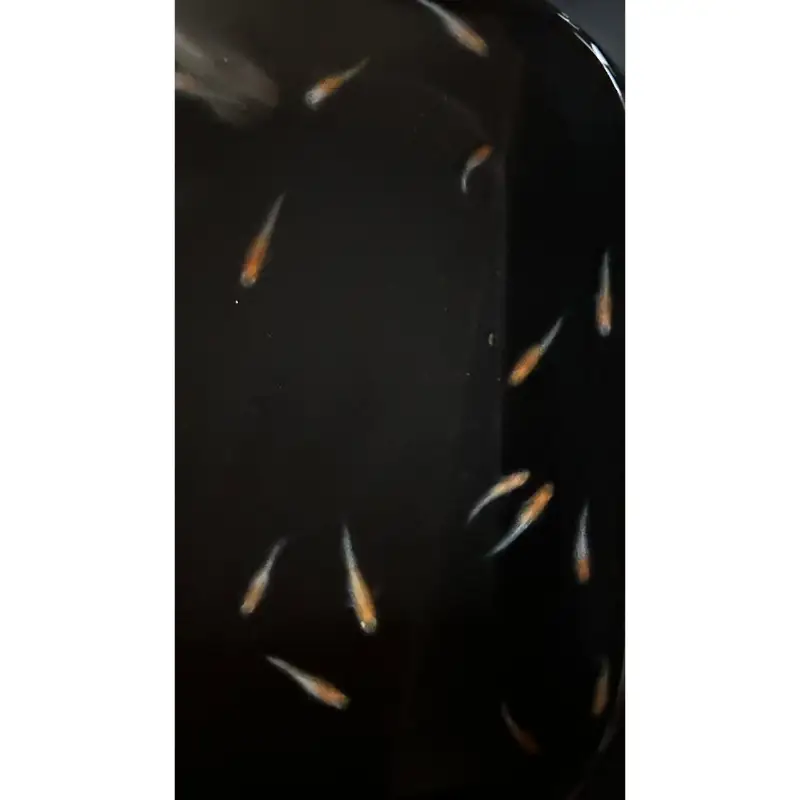 メダカ 紅白ラメ ５匹 （２ペア＋１匹） 死着保証 ／ aju succulent 観賞魚 淡水魚 魚 ペット 生き物 奈良県 葛城市【ajus005】