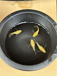 メダカ 黄金べっ甲ダルマ ５匹 （２ペア＋１匹） 死着保証 ／ aju succulent 観賞魚 淡水魚 魚 ペット 生き物 奈良県 葛城市【ajus003】