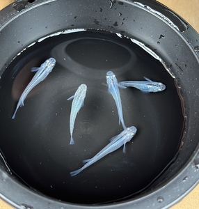 メダカ 深海 ５匹 （２ペア＋１匹） 死着保証 ／ aju succulent 観賞魚 淡水魚 魚 ペット 生き物 奈良県 葛城市【ajus004】
