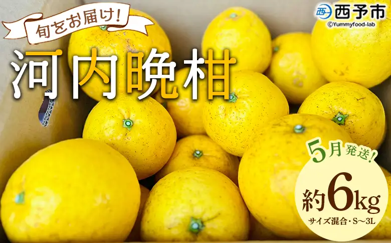 ＜《5月発送》旬をお届け！河内晩柑 約6kg＞ みかん ミカン 蜜柑 果物 柑橘類 果実 オレンジ フルーツ かわちばんかん カワチバンカン 特産品 国産 明浜産 二ノ宮商事 愛媛県 西予市【常温】『2027年5月上旬から順次出荷予定』ANS0021
