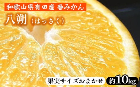 八朔（はっさく）［約10kg］和歌山県有田産 春みかん【果実サイズおまかせ】 ｜ 和歌山県産 柑橘 フルーツ 紀伊国屋文左衛門本舗