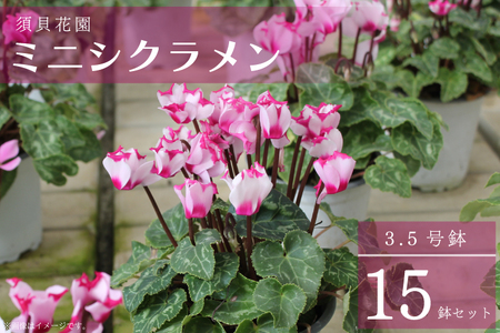 【2026年11月より順次発送】須貝花園 ミニシクラメン(3.5号鉢) 15鉢セット｜シクラメン ミニシクラメン 花 季節の花 セット 須貝花園 先行予約 茨城県 行方市(C-1)