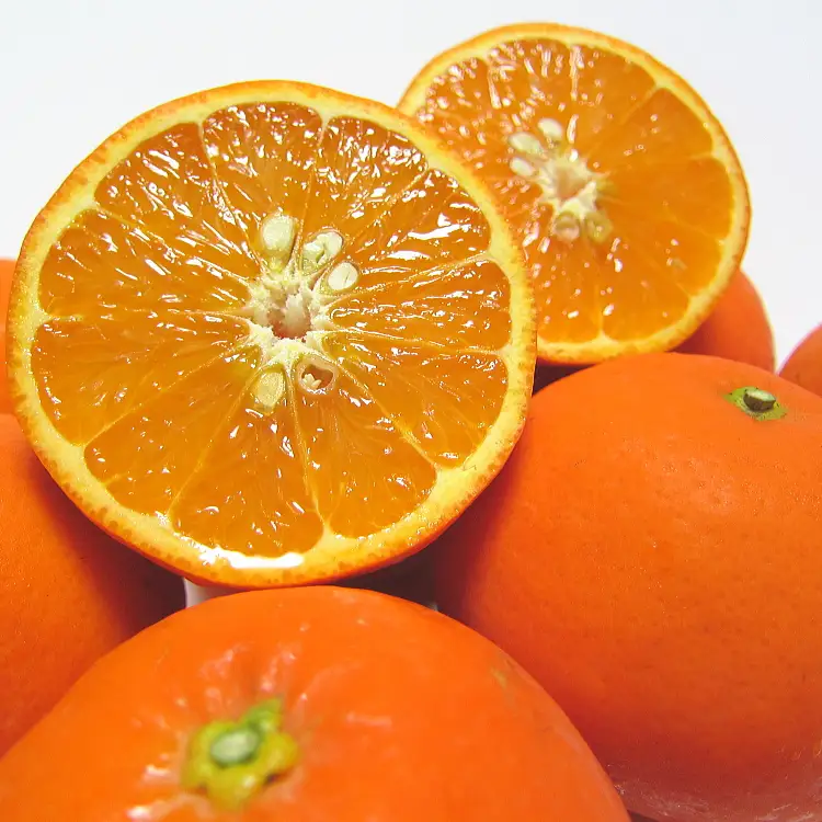有田育ちの爽快セミノールオレンジ(ご家庭用)　約1kg+200g(補償分)【2027年4月上旬～5月下旬頃に順次発送予定】【ard210A】