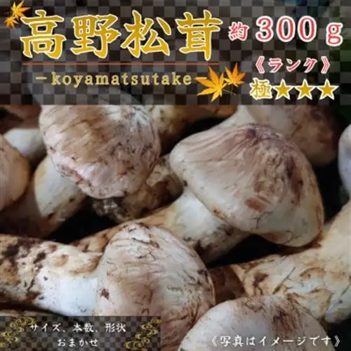 【和歌山産】～香りそのまま真空パック～高級・希少 高野松茸　300g(極:★★★)_野菜 松茸 きのこ まつたけ マツタケ_【配送不可地域：離島・北海道・沖縄県】【1340772】