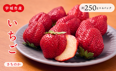 【2027年3月発送】 先行予約 いちご さちのか 約250g×4パック