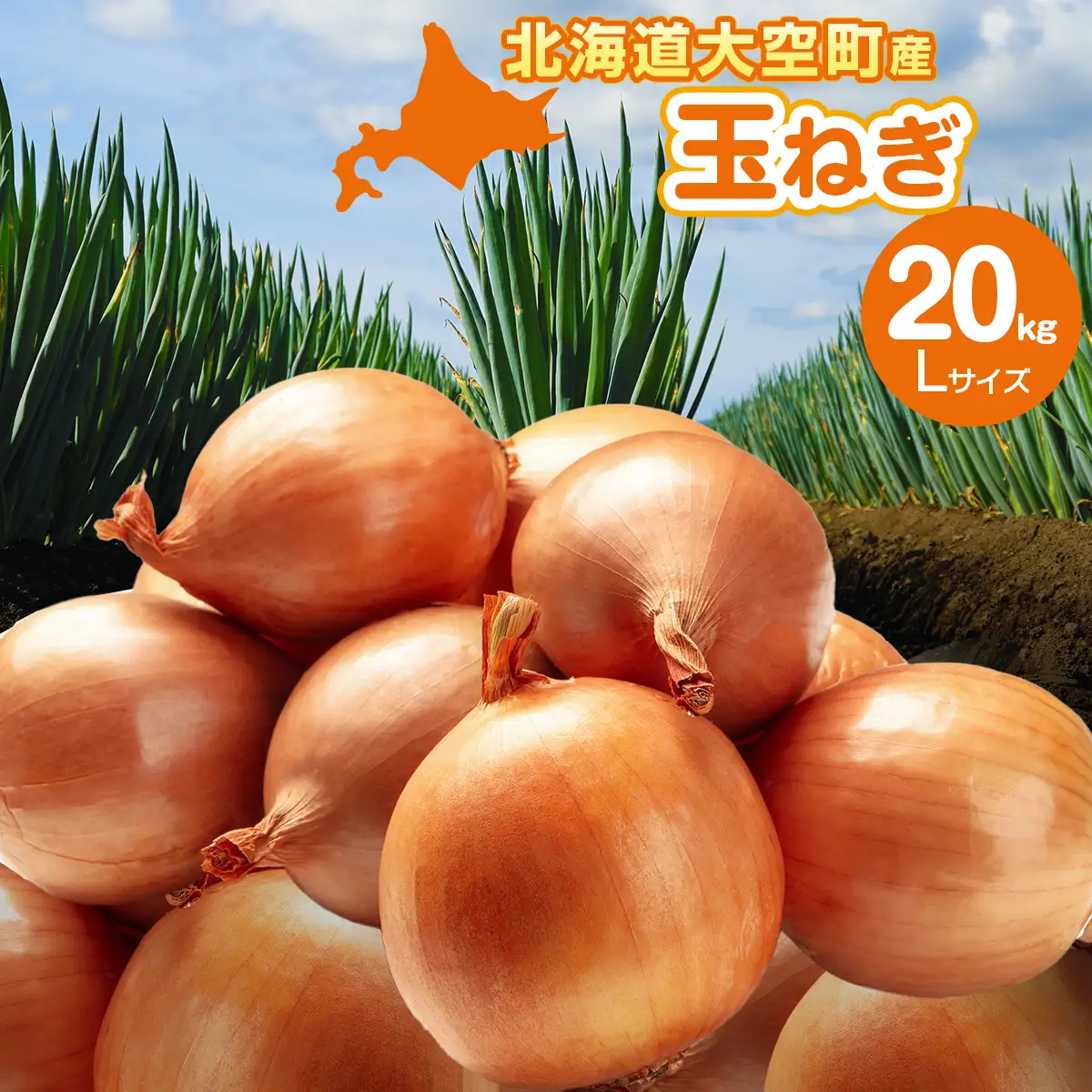 【先行予約】玉ねぎ Lサイズ 20kg 大空町産（2026年11月以降順次発送） OSR009 | 玉ねぎ