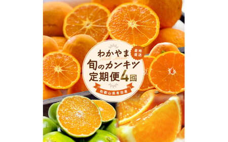 和歌山旬のカンキツ定期便【M】全4回（配送日時指定不可）※北海道・沖縄・離島への配送不可 / 定期便 フルーツ みかん 清見オレンジ 青切り 青切りみかん カラマンダリン 4回 【ard-tkb903A】