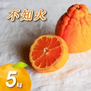 不知火 5kg