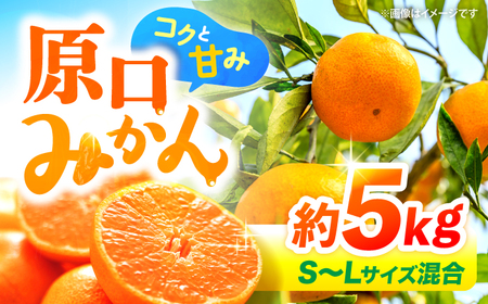 原口みかん 5kg CFW001 みかん 