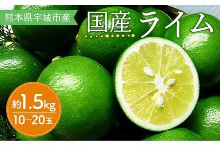 先行予約 ライム 国産 約1.5kg 10～20玉 2026年9月下旬から2027年3月中旬発送予定
