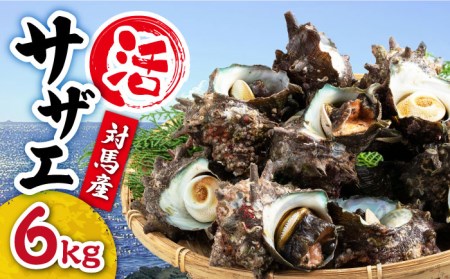 【先行日時予約】対馬産 活サザエ 6kg [WAA016] さざえ 貝 サザエ 刺し身 お刺し身 サザエ