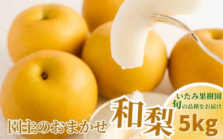【2026年先行予約】新潟県産 和梨 おまかせ5kg 【7品種から旬の和梨5kgをお届け！】 園主おすすめ厳選和梨 （幸水・秋麗・豊水・あきづき・新美月・新王・新興） 《8月下旬から順次発送》