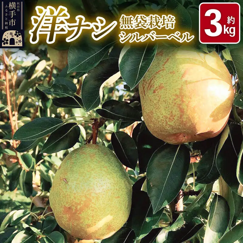 《先行受付！11月上旬より順次発送》洋梨 横手市産 小松谷りんご園謹製 無袋栽培シルバーベル 約3kg