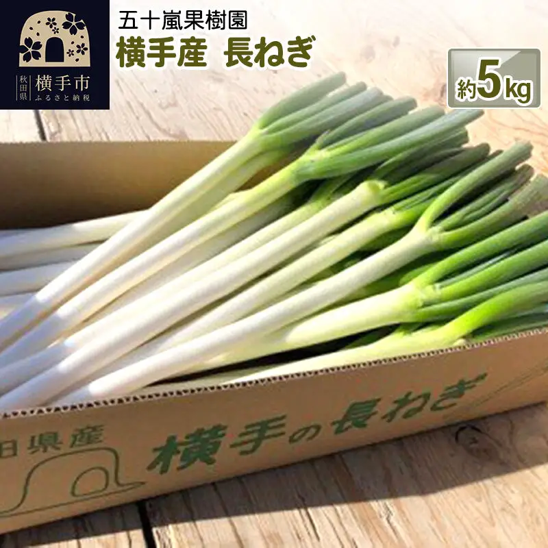 【先行受付】10月下旬より発送 横手産 長ねぎ 約5kg