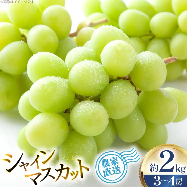 【期間限定発送】 シャインマスカット 3～4房 約2kg