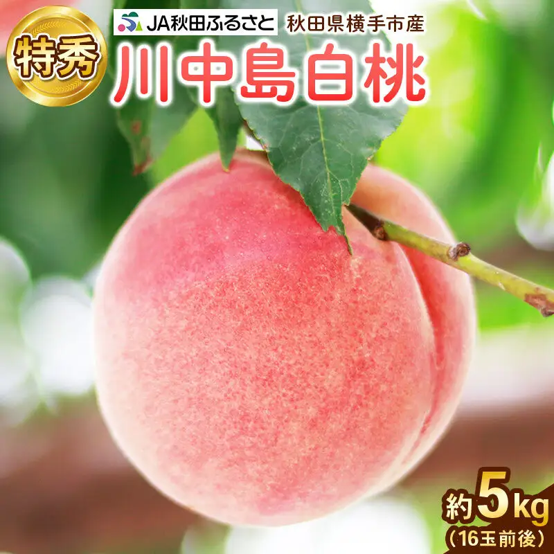 【先行受付】8月中旬より発送 秋田県横手市産 川中島白桃 特秀 16玉前後(約5kg)