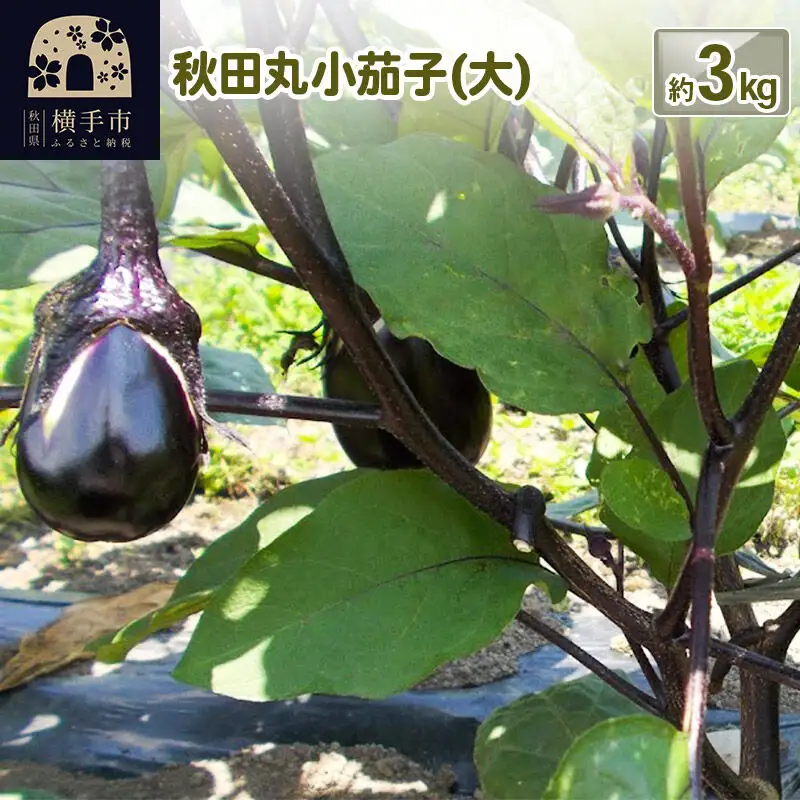 秋田丸小茄子（大）3kg
