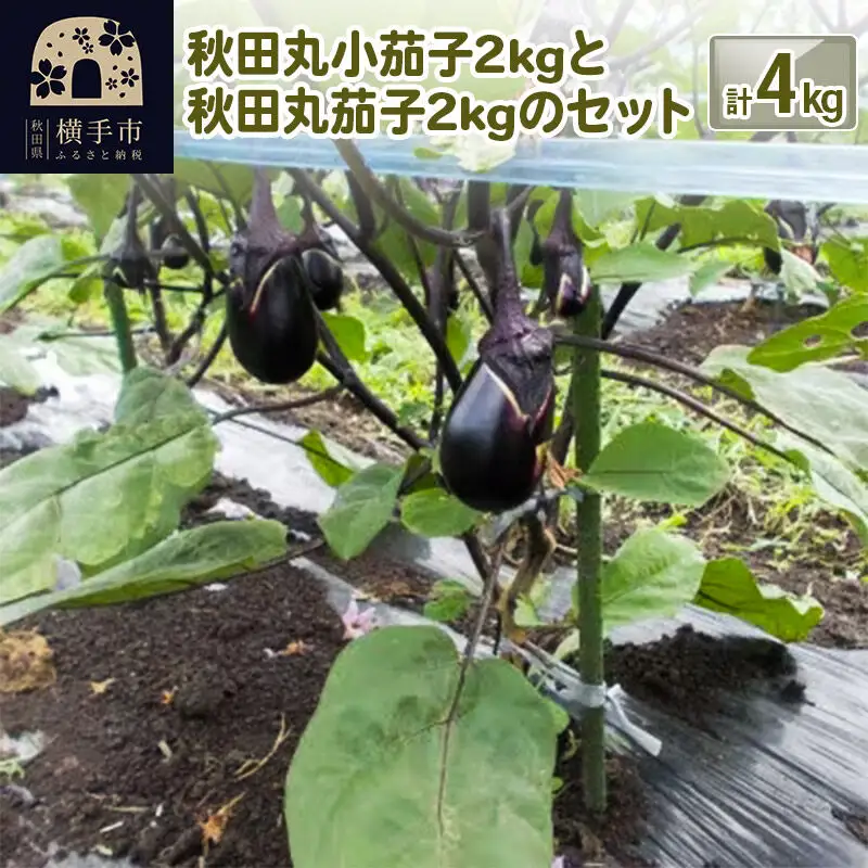 秋田丸小茄子2kgと秋田丸茄子2kgのセット 計4kg