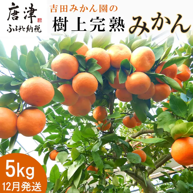 『先行予約』【12月発送】吉田みかん園の樹上完熟みかん 5kg