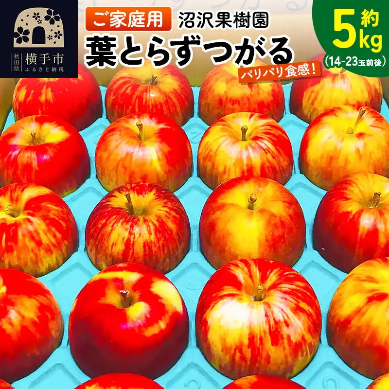 【先行受付】9月上旬より発送 パリパリ食感 葉とらずつがる ご家庭用 約5kg（14～23玉前後）