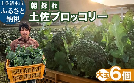 【先行予約：令和8年1月上旬以降順次発送予定】朝採り 土佐のブロッコリー 大玉6個 1.5~1.8kg 農家のオススメ専用レシピ付き【R01210】