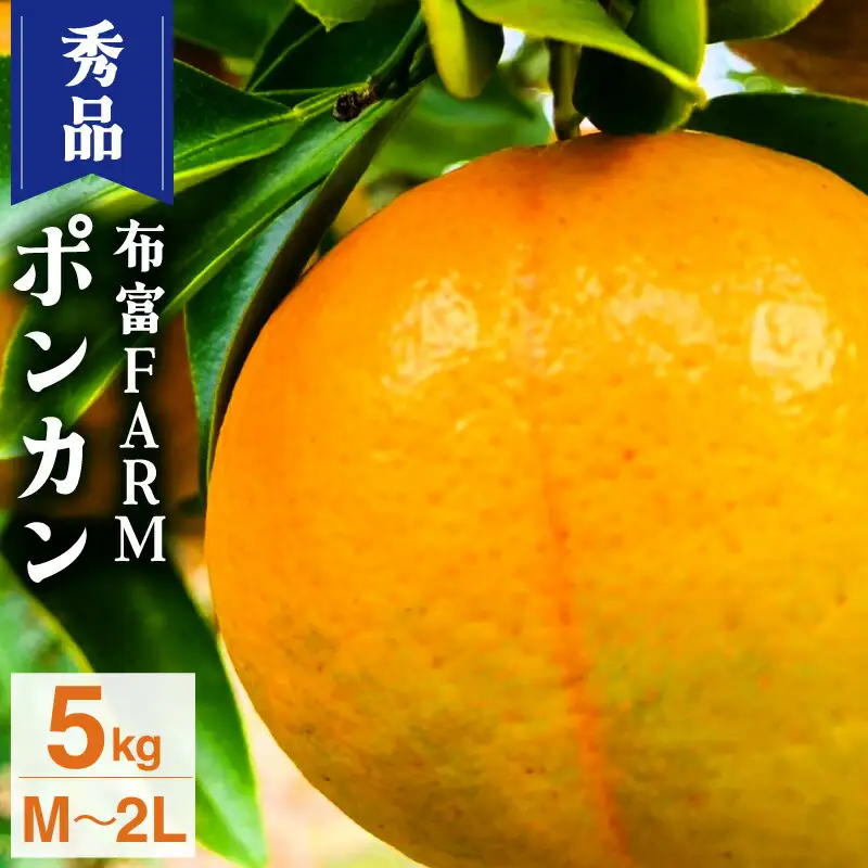 NT2-7-01 ＜先行予約＞【kg数が選べる】秀品ポンカンM?2L　5kg