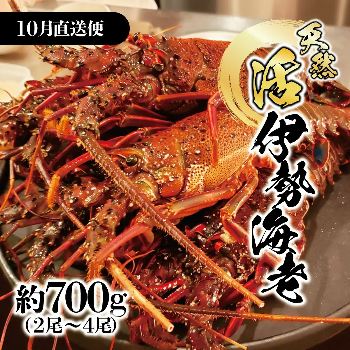 【先行予約】10月直送便 土佐獲れ 活伊勢海老 約700〜800g（2尾?4尾）  高知県土佐市 【株式会社とさもん】 [BQAE103]
