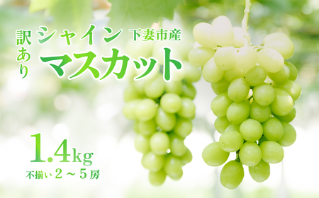 【訳あり】シャインマスカット約1.4kg 2房～5房 