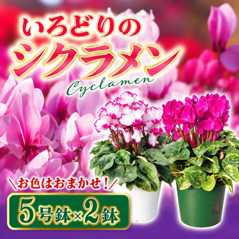 【先行予約】 シクラメン5号鉢×2鉢セット
