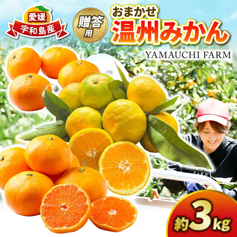 みかん 贈答用 おまかせ 温州みかん 3kg YAMAUCHI FARM 愛媛みかん 極早生 早生 南柑20号 愛媛蜜柑 愛媛ミカン うんしゅう 玉津 みかん mikan 先行予約 果物 フルーツ 柑橘 濃厚 甘い 甘味 蜜柑 産地直送 農家直送 数量限定 国産 愛媛 宇和島 B010-084003