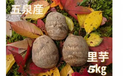 さといも 里芋 5kg 五泉産 新潟 のっぺ 野菜｜さといも サトイモ