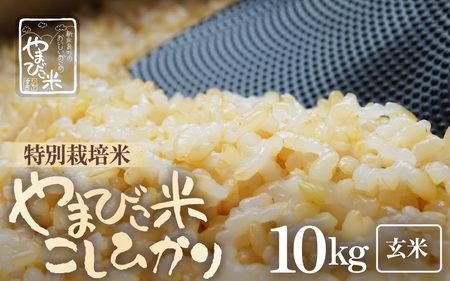 【先行予約】【令和7年産・新米】米 コシヒカリ（特別栽培米）10kg 新庄やまびこ米（玄米）【2025年10月以降順次発送予定】 [m23-c004]