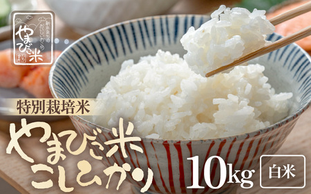 【令和8年産・新米】米 コシヒカリ（特別栽培米）10kg 新庄やまびこ米（白米）[m23-c005]