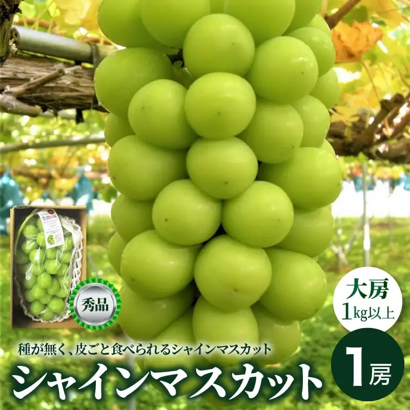 ぶどう（シャインマスカット）大房１房（１ｋｇ以上）　0025-2609