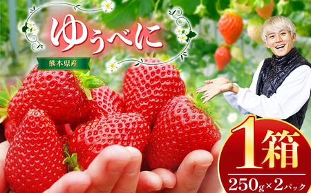 いちご「ゆうべに」500g（250g×2パック）