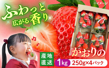  いちご 1kg CFV001 いちご 