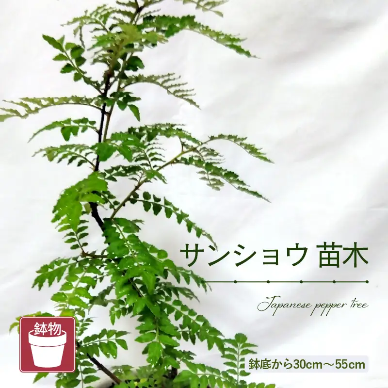 【先行予約】サンショウ苗木（鉢物）約30～55cm【2027年4月中旬以降順次発送予定】【 山椒 家庭菜園 ガーデニング 観葉植物 】 [m47-a006]