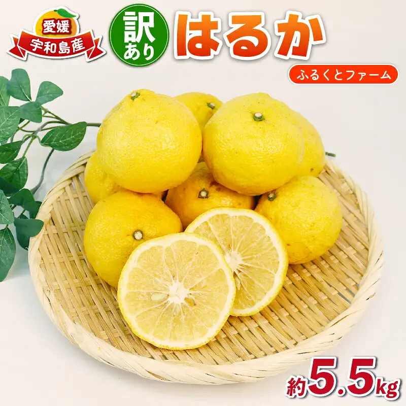 訳あり はるか みかん 約5.5kg ふるくとファーム かなこちゃん はるか B010-037007