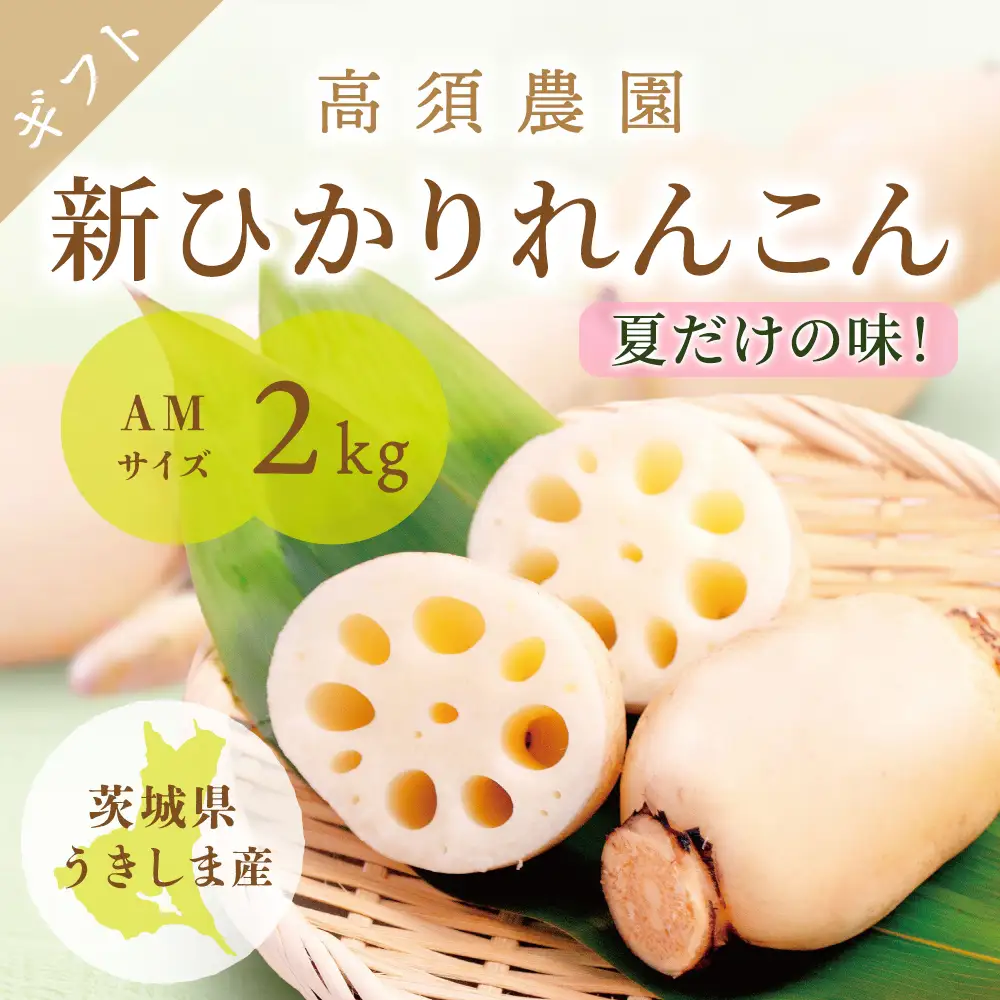 夏だけの味！「新ひかりれんこん」ギフト2kg (AMサイズ) 化粧箱入 [1742]
