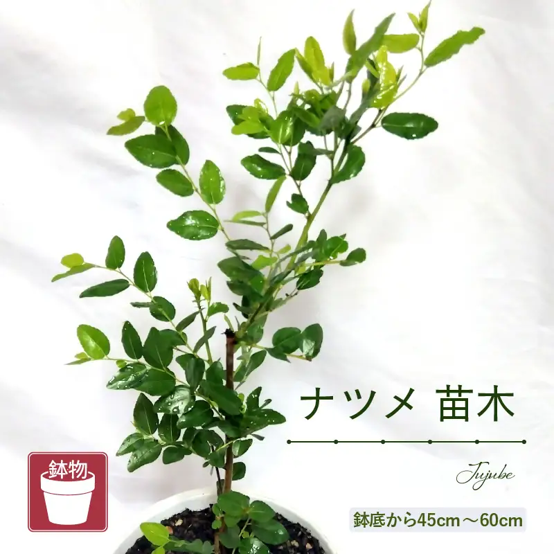 【先行予約】ナツメ苗木（鉢物）45cm～60cm【2027年4月下旬以降順次発送予定】【なつめ 植物 】 [m47-a030]