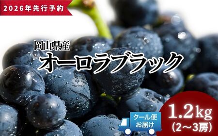 ＜2026年発送分 先行予約＞オーロラブラック 1.2kg以上（2~3房）【025-a023】