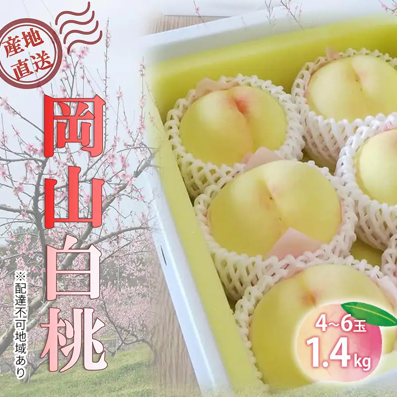 【桃 2027年 先行予約】ご家庭用 岡山白桃 約1.4kg（4～6玉） もも モモ 岡山県 国産 フルーツ 果物