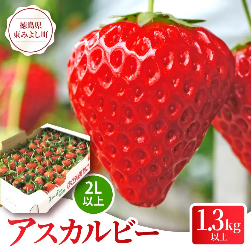 1度試したら2度食べたくなるイチゴ「アスカルビー(2L以上)」【配送不可地域：離島】【1520022】