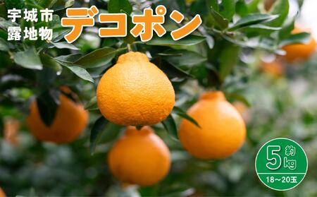 令和8年熊本地震復興支援 先行予約 デコポン発祥の地 宇城産 露地物デコポン 約5kg（18～20玉）【2027年3月上旬?3月下旬頃発送予定】