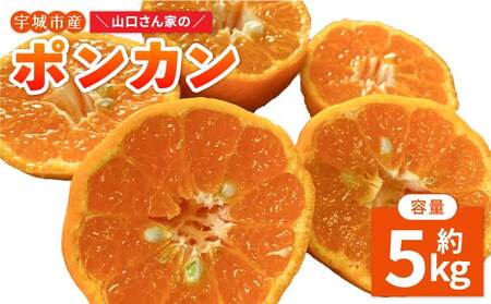 【先行予約】ポンカン 今が旬！山口さん家のポンカン 約5kg【2027年1月下旬-2月下旬発送予定】