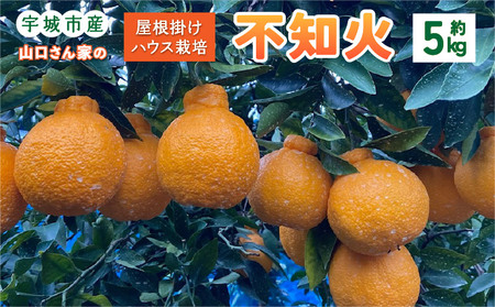 【先行予約】屋根掛けハウス栽培 山口さん家の不知火 約5kg 18玉～22玉 3L～4L 【2027年1月上旬-2月上旬発送予定】