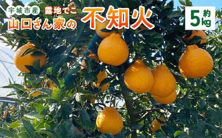 【先行予約】山口さん家の露地でこ不知火 約5kg L～3L 大小混合【2027年2月上旬-3月下旬発送予定】
