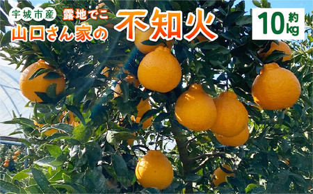 【先行予約】山口さん家の露地でこ不知火 約10kg L～3L 大小混合【2027年2月上旬-3月下旬発送予定】