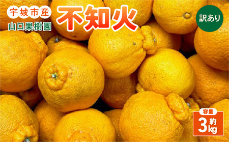 【先行予約】山口果樹園 訳あり 不知火 約3kg L～3L混合【2027年2月上旬-4月上旬発送予定】